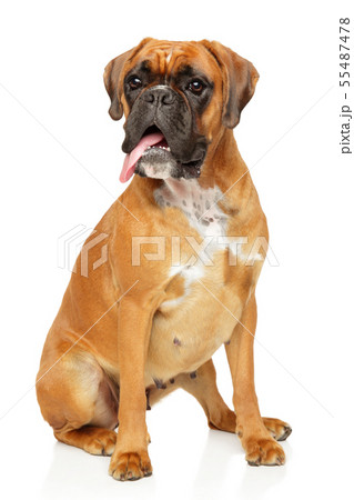 Adult boxer dog sits in front of white background 55487478
