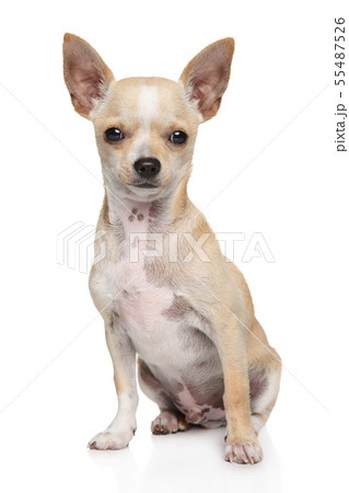 Young Chihuahua dog in front of white background 55487526