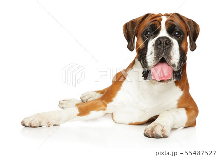 Boxer dog resting in front of white background 55487527