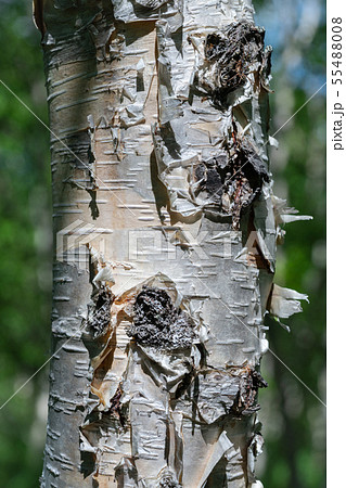 Fragment of birch tree trunk close-up on summer Fragment of birch tree trunk close-up on summer 55488008