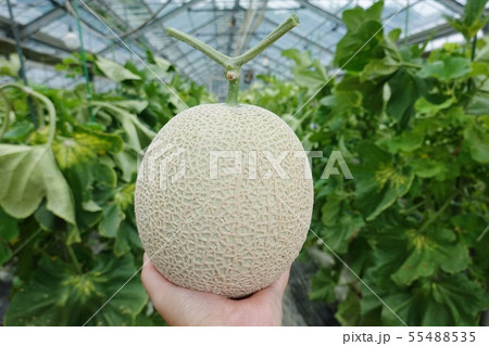 メロン収穫 55488535