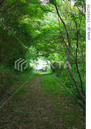 緑に囲まれた小道があります。 緑に囲まれた小道があります。 55489756