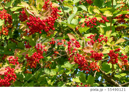 Bunches of red berries of a Guelder rose 55490121