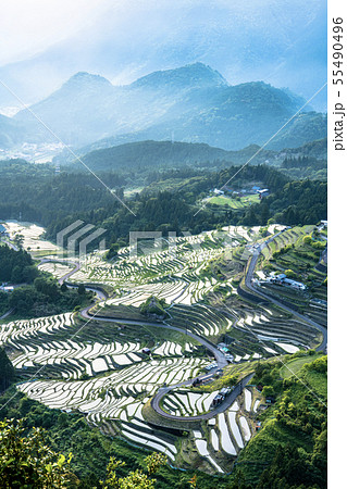 丸山千枚田 55490496