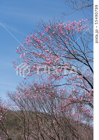 栃木県鹿沼市　横根高原　井戸湿原　（5月）　やしおつつじ 55490799