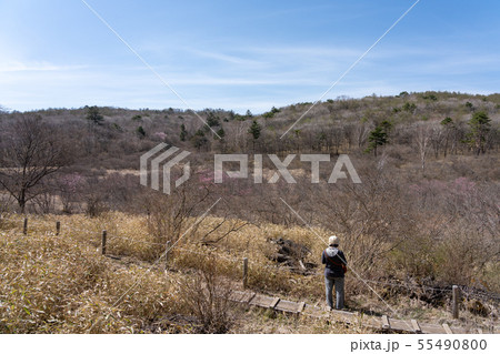 栃木県鹿沼市　横根高原　井戸湿原　（5月） 55490800