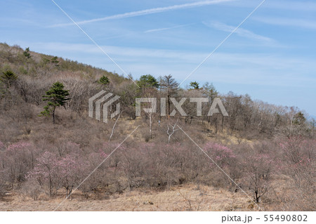 栃木県鹿沼市　横根高原　井戸湿原　（5月） 55490802
