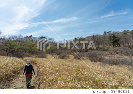 栃木県鹿沼市　横根高原　井戸湿原　（5月） 55490811