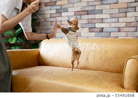 Person playing with small dog on sofa 55491608