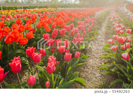 tulips field agriculture holland 55492263