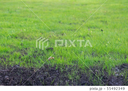 Fresh green grass just planted in the ground. 55492349