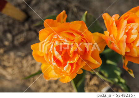 tulips field agriculture holland tulips field agriculture holland 55492357