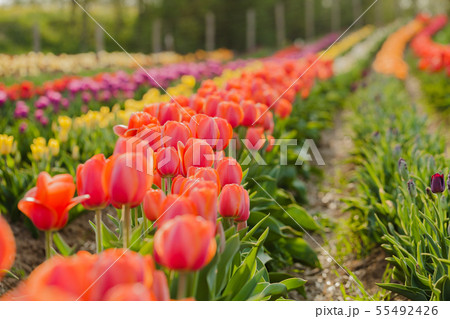 tulips field agriculture holland 55492426