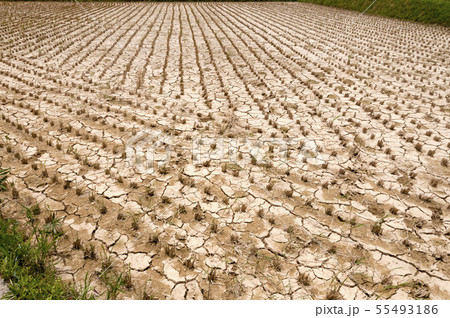 稲刈り後の水田（苅田） 55493186