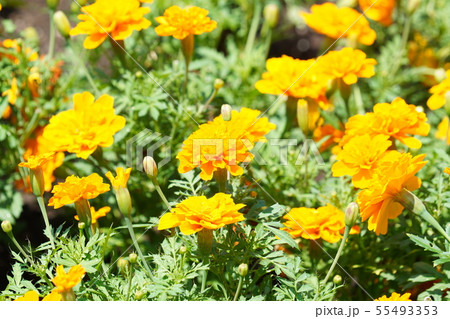 マリーゴールド オレンジの写真素材