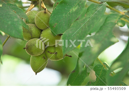 緑色のクルミの実 55493509