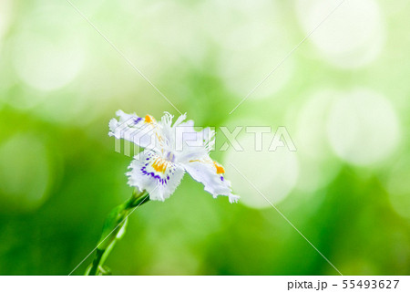 シャガの花 シャガの花 55493627