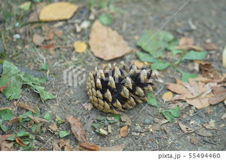道端のまつぼっくり 55494460