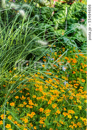 summer flowers in the garden summer flowers in the garden 55494666