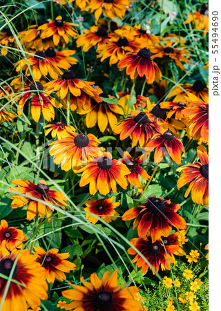 summer flowers in the garden summer flowers in the garden 55494690