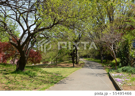 横浜市港北区　日吉公園 55495466