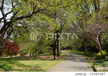 横浜市港北区　日吉公園 55495467