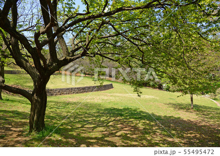 横浜市港北区 日吉公園 横浜市港北区 日吉公園 55495472