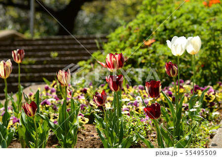 横浜市港北区 日吉公園 横浜市港北区 日吉公園 55495509
