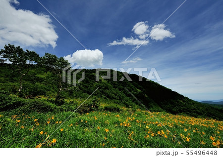 ノゾリキスゲ 55496448