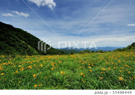 ノゾリキスゲ ノゾリキスゲ 55496449