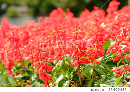赤いサルビアの花の写真素材