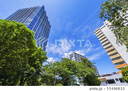 戸山公園の緑とオフィスビルディングの風景 55496633