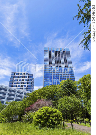 戸山公園の緑とオフィスビルディングの風景 55496663