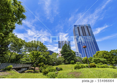 戸山公園の緑とオフィスビルディングの風景 55496664