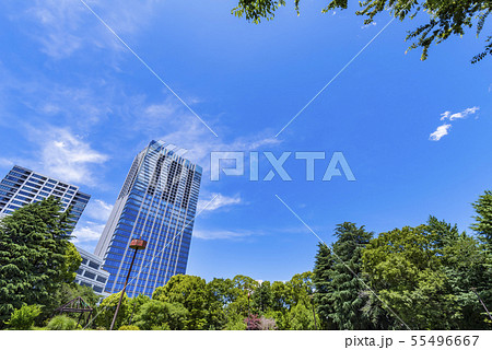 戸山公園の緑とオフィスビルディングの風景 55496667