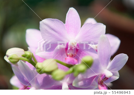 生花 私 植物 55496943