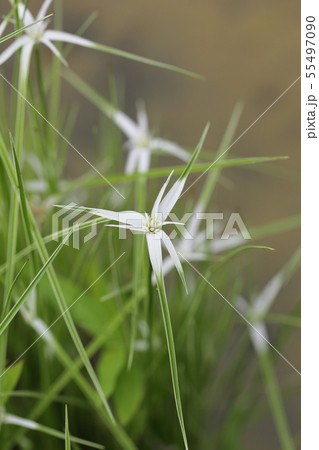 斑入りカヤツリグサの花の蕾の写真素材