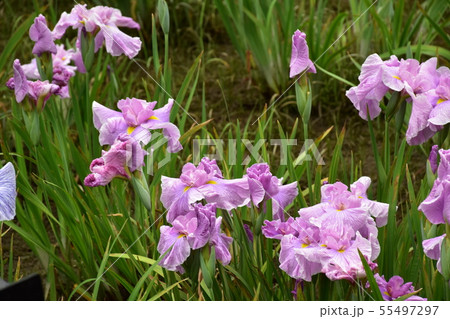 菖蒲の花 菖蒲の花 55497297
