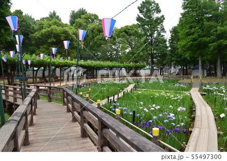 菖蒲の花 菖蒲園 菖蒲の花 菖蒲園 55497300