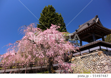 満開間近のシダレザクラと金剛寺の鐘楼堂(4) 55497487