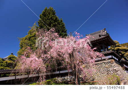 満開間近のシダレザクラと金剛寺の鐘楼堂(5) 55497488