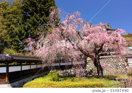もうすぐ満開になる金剛寺のシダレザクラ(7) 55497490