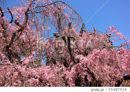 満開が近くなった濃いピンク色のシダレザクラ(5) 55497514