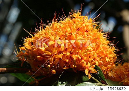 ムユウジュ(無憂樹)の花 ムユウジュ(無憂樹)の花 55498020