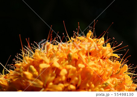 ムユウジュ(無憂樹)の花 ムユウジュ(無憂樹)の花 55498130