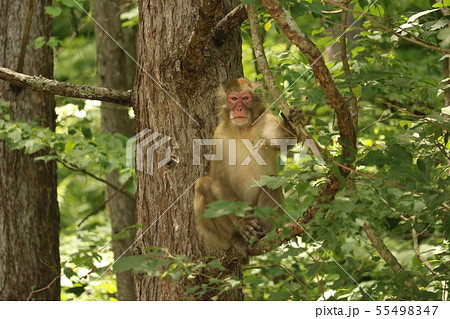 猿 猿 55498347