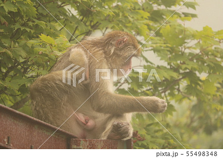 猿 猿 55498348