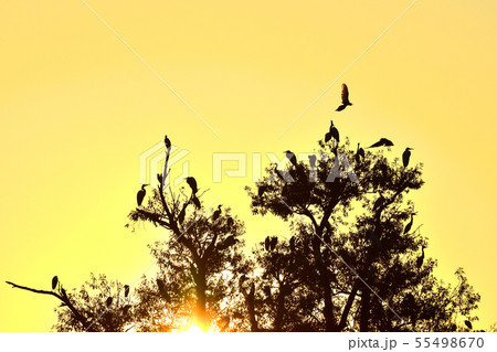 野鳥が舞うやすらぎの木と朝焼け 野鳥が舞うやすらぎの木と朝焼け 55498670