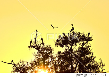 野鳥が舞うやすらぎの木と朝焼け 55498671