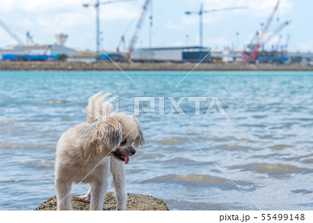 Dog happy fun on rocky beach when travel at sea 55499148